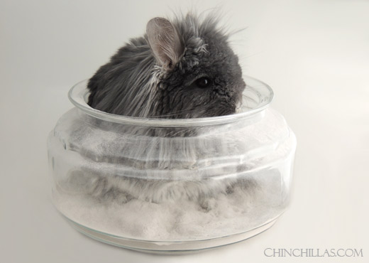 Feature Image for Chinchilla Dust
